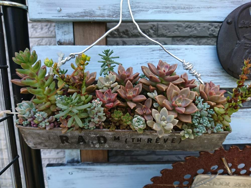 小さな寄せ植え♪姫秀麗 小さな寄せ植え♪姫秀麗