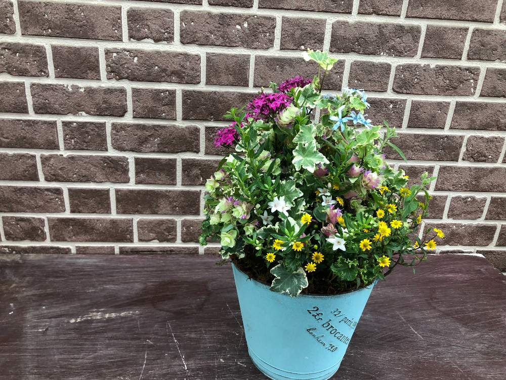 ペンタスの投稿画像 By ゆいの杜ガーデンセンターさん オキシペタラム ブルースターとサンビタリアと棚とアイビー と寄せ植えとブリキ鉢と花 のある暮らしとゆいの杜ガーデンセンターと斑入り とアイビー と寄せ植えとブリキ鉢と花のある暮らしとゆいの杜ガーデン