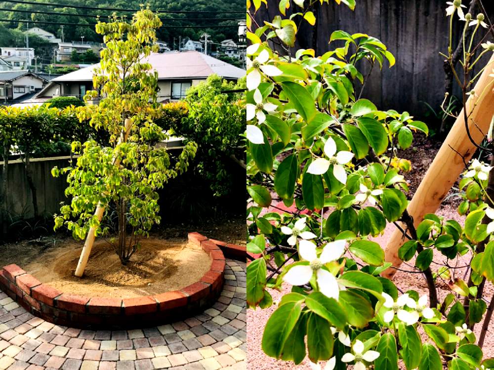 庭のヤマボウシの投稿画像 By まーちゃん さん 月6月26日 Greensnap グリーンスナップ