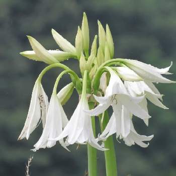 浜木綿の投稿画像一覧 Greensnap グリーンスナップ