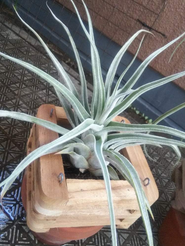 チランジア固定方法の投稿画像 By 植物系男子さん ティランドシアとティランジア属と植中毒とチランジア属とチランジア活着とチランジア固定とエアプランツと チランジア着生 月6月26日 Greensnap グリーンスナップ