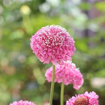 スカビオサ スクープ マシュマロピンクの投稿画像一覧 Greensnap グリーンスナップ