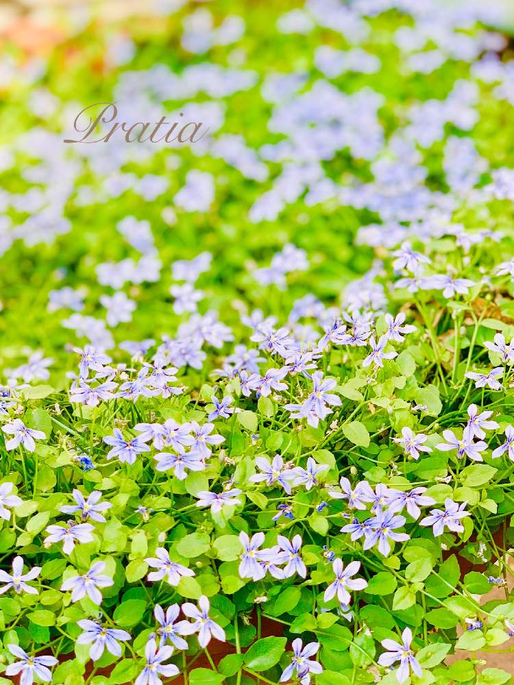 プラティアの投稿画像 By つきよみさん 水色の花と庭の花とかわいい とおうち園芸と鉢植えとガーデニングと花のある暮らしとお花のある生活とマイ ガーデン 月6月26日 Greensnap グリーンスナップ プラティアの投稿画像 By つきよみさん 水色の花と庭の花とかわいい とおうち園芸と鉢植えとガーデニングと花のある暮らしとお花のある生活とマイ ガーデン 月6月26日 Greensnap グリーンスナップ
