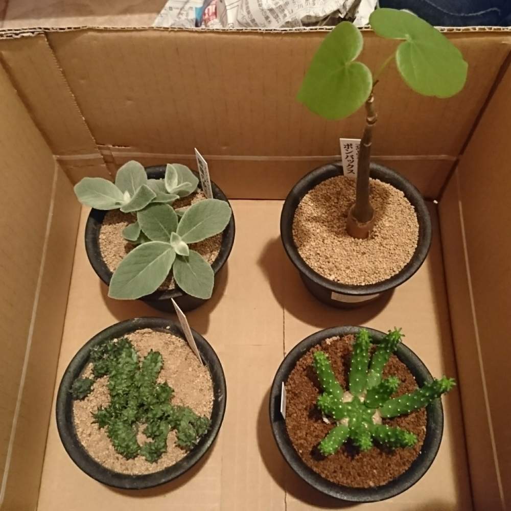 ボンバックスの投稿画像 By しっぽさん 断崖の女王と九頭竜とユーフォルビア ポリゴナ 綴化 と玄関と多肉植物とちょっぴりレアな多肉植物と黒プラ鉢と観葉植物とコーデックスとおうち園芸と塊根植物と新入りさんとカクタス長田とユーフォルビアと多肉植物とちょっぴりレア