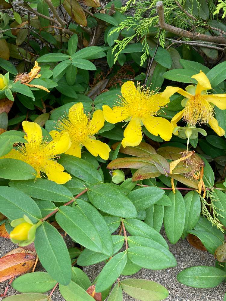 セイヨウ キンシバイの投稿画像 By しゃっくさん 月6月26日 Greensnap グリーンスナップ Greensnap グリーンスナップ