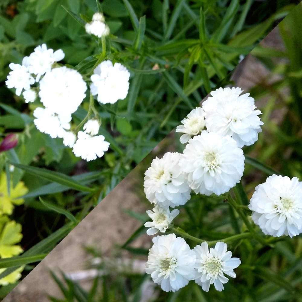 アキレア ノブレッサの投稿画像 By ノッコちゃんさん 白い花と可愛い花 月6月26日 Greensnap グリーンスナップ