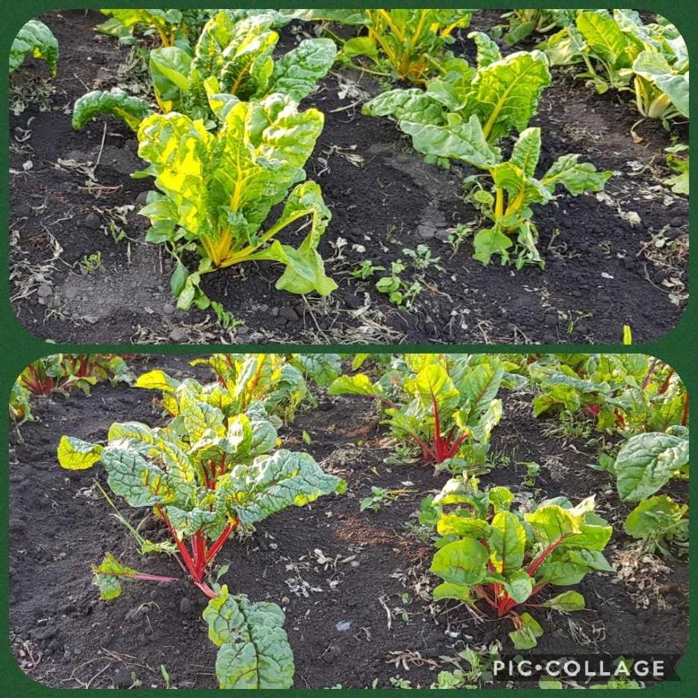 テーブルビートの投稿画像 By もるみさん 食用と薬用植物とはたけの野菜 月6月26日 Greensnap グリーンスナップ