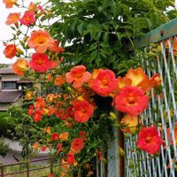 ノウゼンカズラの画像