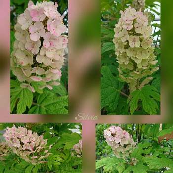 アジサイ科 ユキノシタ科 の投稿画像一覧 Greensnap グリーンスナップ