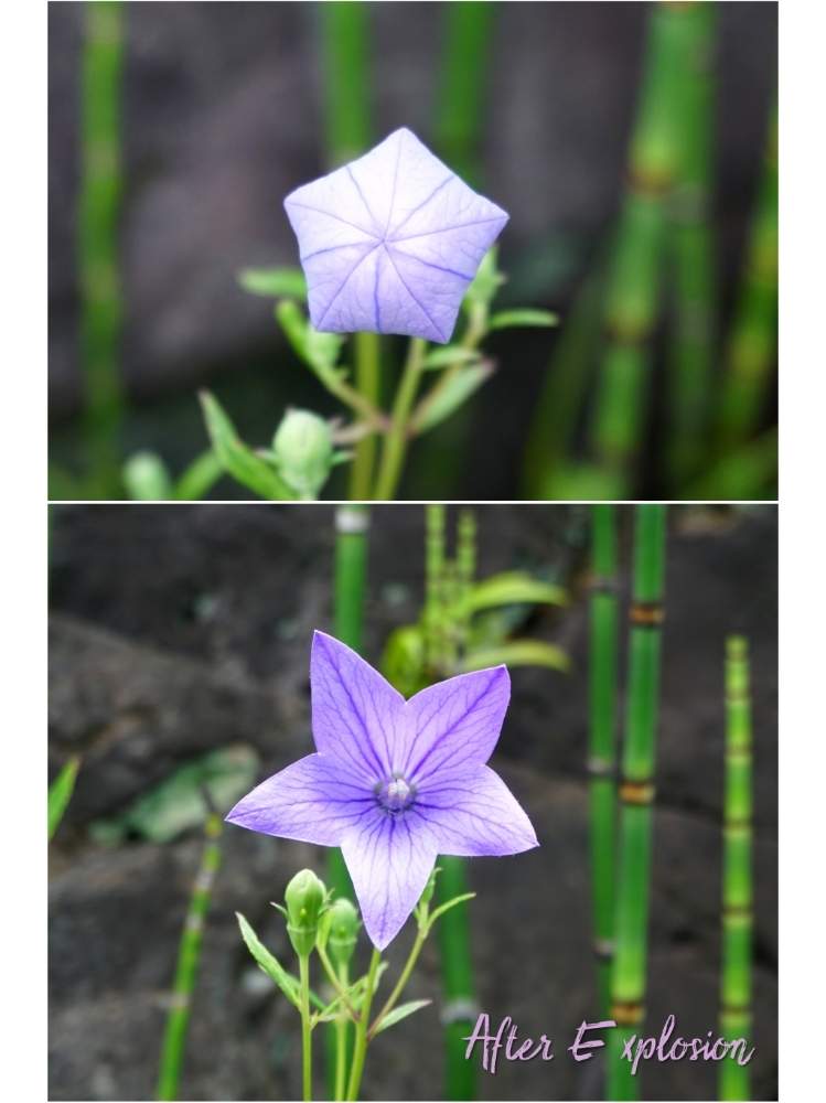 桔梗の投稿画像 By Toshi722さん 花芽と開花と多年生植物と梅雨時とチーム岐阜と岐阜県と庭の植物と美濃市 月6月27日 Greensnap グリーンスナップ