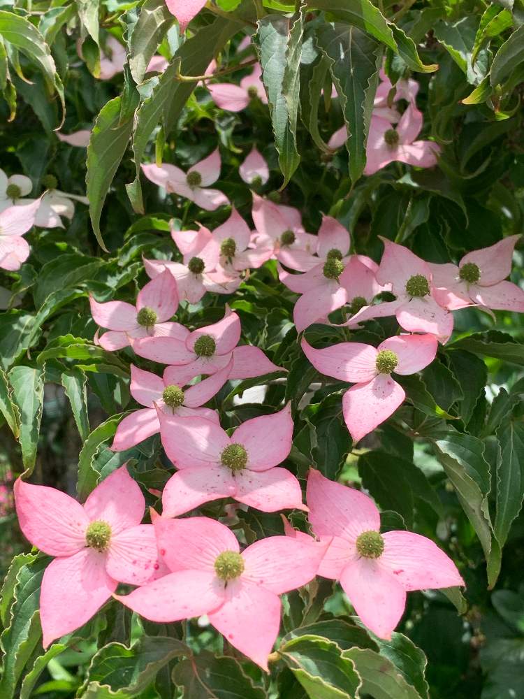 ピンク ヤマボウシの投稿画像 By かずさん 素敵な薔薇のある暮らしとロザリアン と癒しとお花大好き とお出かけさきにてと花のある暮らし 月6月27日 Greensnap グリーンスナップ
