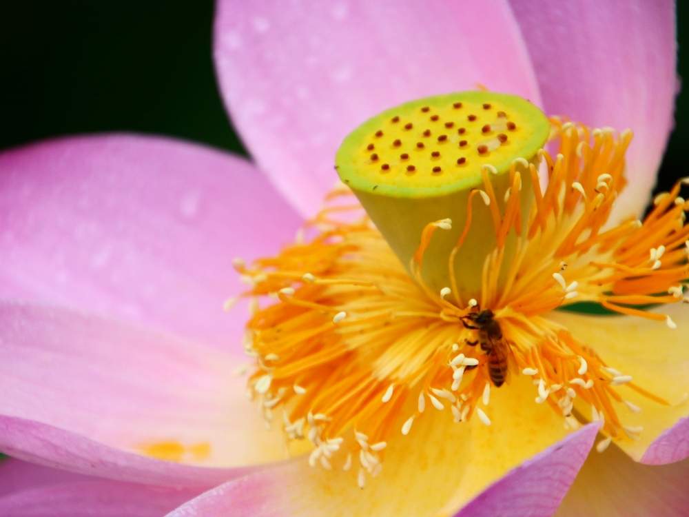 大賀ハスの投稿画像 By のりさん 千葉公園と雨降り写んぽ 月6月27日 Greensnap グリーンスナップ