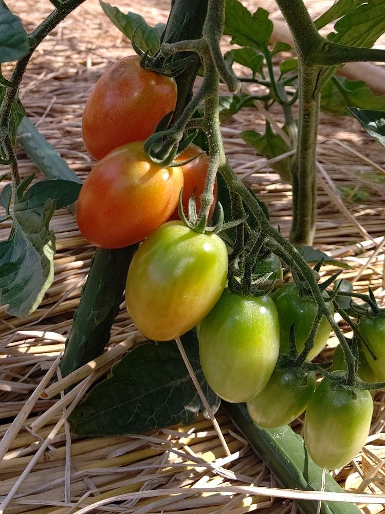 トマトの投稿画像 By 国宝松江城さん ミニトマト アイコ と畑と家庭菜園と家庭菜園 月6月27日 Greensnap グリーンスナップ Greensnap グリーンスナップ