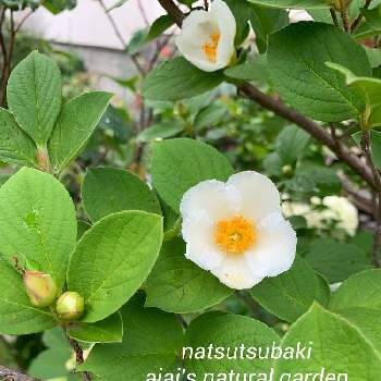 50 シャラの木 花が咲かない シャラの木 花が咲かない