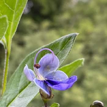 ブルーバタフライフラワーの投稿画像一覧 Greensnap グリーンスナップ