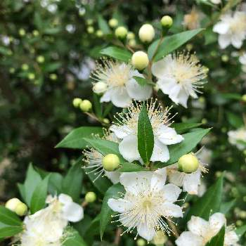 マートルの花の投稿画像一覧 Greensnap グリーンスナップ マートルの花の投稿画像一覧 Greensnap グリーンスナップ