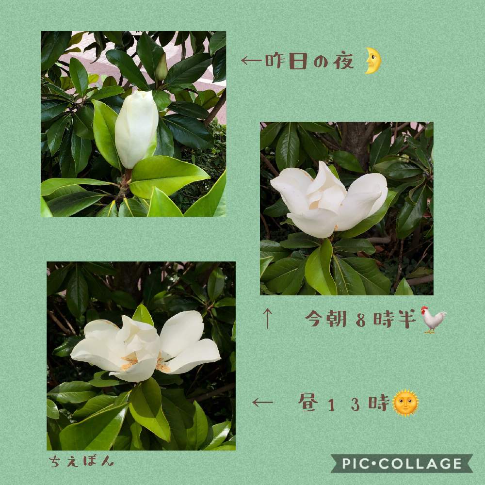 泰山木 タイサンボク の投稿画像 By ちえぼんさん お出かけ先と樹が好き と木の花と白い花と初夏の風景と良い香りと樹が好き と木の花と白い花と初夏の風景と良い香り 月6月27日 Greensnap グリーンスナップ Greensnap グリーンスナップ