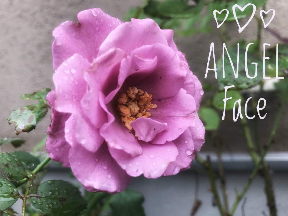 バラの投稿画像 By Miさん バラ エンジェルフェイス とエンジェルフェイスと薔薇エンジェルフェイスとバラ 鉢植えと薔薇愛同盟とgsでバラ園とスリップス 月6月27日 Greensnap グリーンスナップ