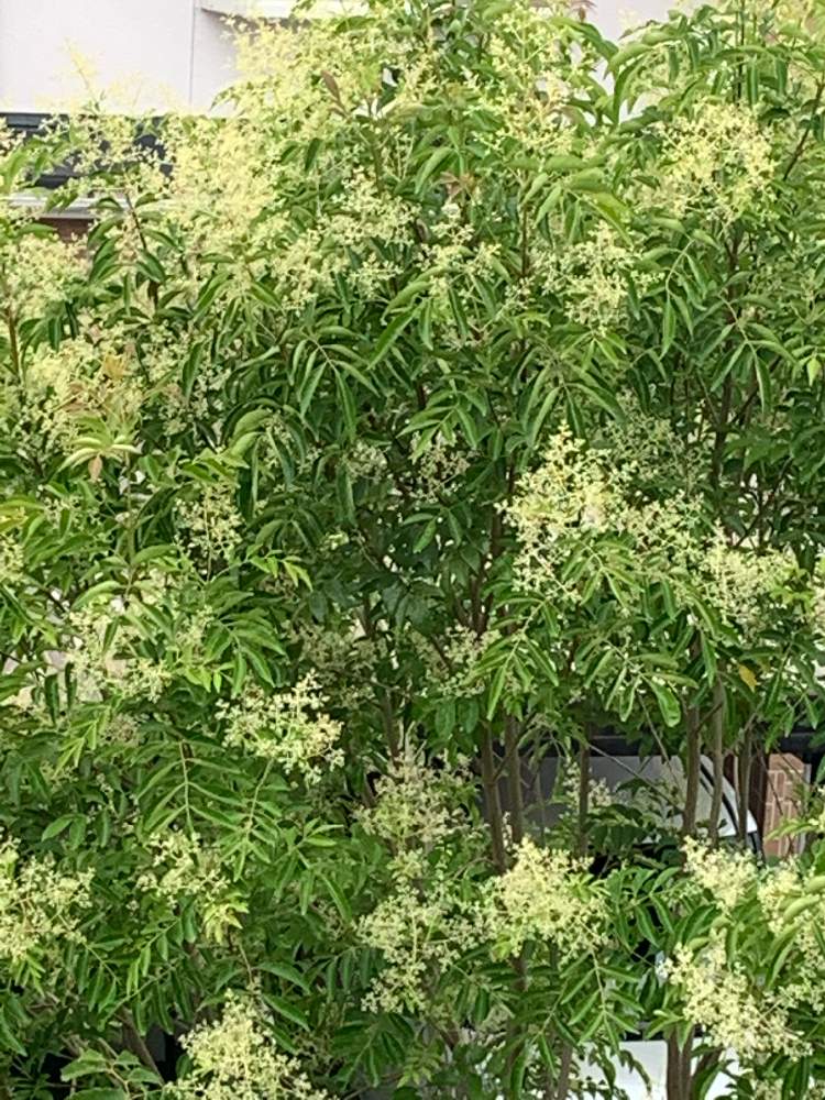 シマトネリコの投稿画像 By おかーしゃさん 美しい樹木とスマホで撮影とおうち園芸とシマトネリコ 花 月6月27日 Greensnap グリーンスナップ