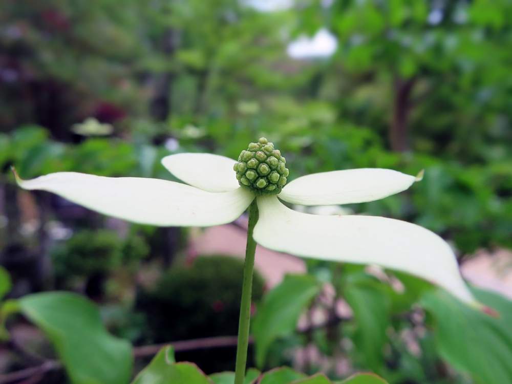 ヤマボウシの投稿画像 By Hiroshiさん 春のお花と初夏の花たちと花木と今日のお花と今日の花と花のある暮らしと白い花 月6月27日 Greensnap グリーンスナップ