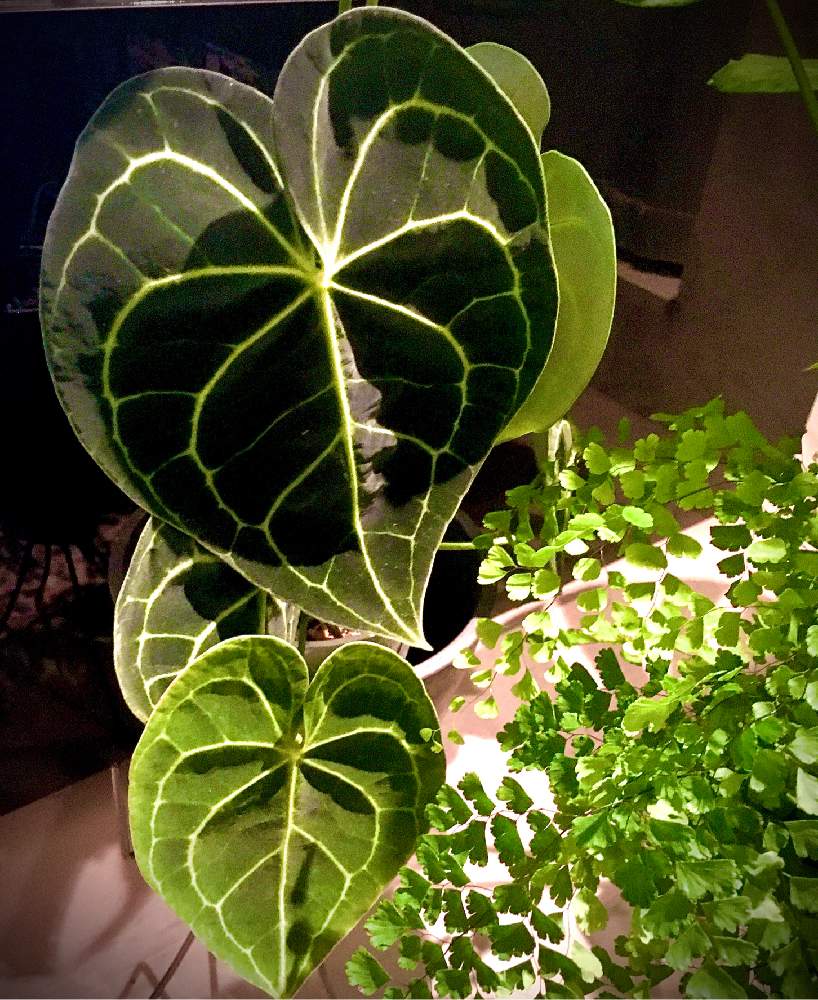 アジアンタムの投稿画像 By ひなたぼっこさん アンスリウム クラリネルビウムと観葉植物とオザキフラワーパークとおうち園芸とナチュラルスタイルとガーデニングと葉っぱlove とインテリアと観葉植物とオザキフラワーパークとおうち園芸とナチュラルスタイルと アジアンタムの投稿画像 By ひなたぼっこさん アンスリウム クラリネルビウムと観葉植物とオザキフラワーパークとおうち園芸とナチュラルスタイルとガーデニングと葉っぱlove とインテリアと観葉植物とオザキフラワーパークとおうち園芸とナチュラルスタイルと