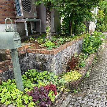 ヒューケラ ブラックナイトの投稿画像一覧 Greensnap グリーンスナップ