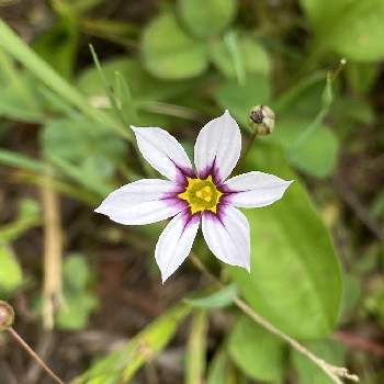 ニワセキショウの投稿画像一覧 Greensnap グリーンスナップ