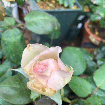 ☆クロッシェの画像 by メイさん | バルコニー/ベランダと☆クロッシェとばら バラ 薔薇とばら大好きとばら好きです♡とGSでバラ園と花のある暮らしとばら 薔薇 バラとばらの香りとばらに魅せられて
