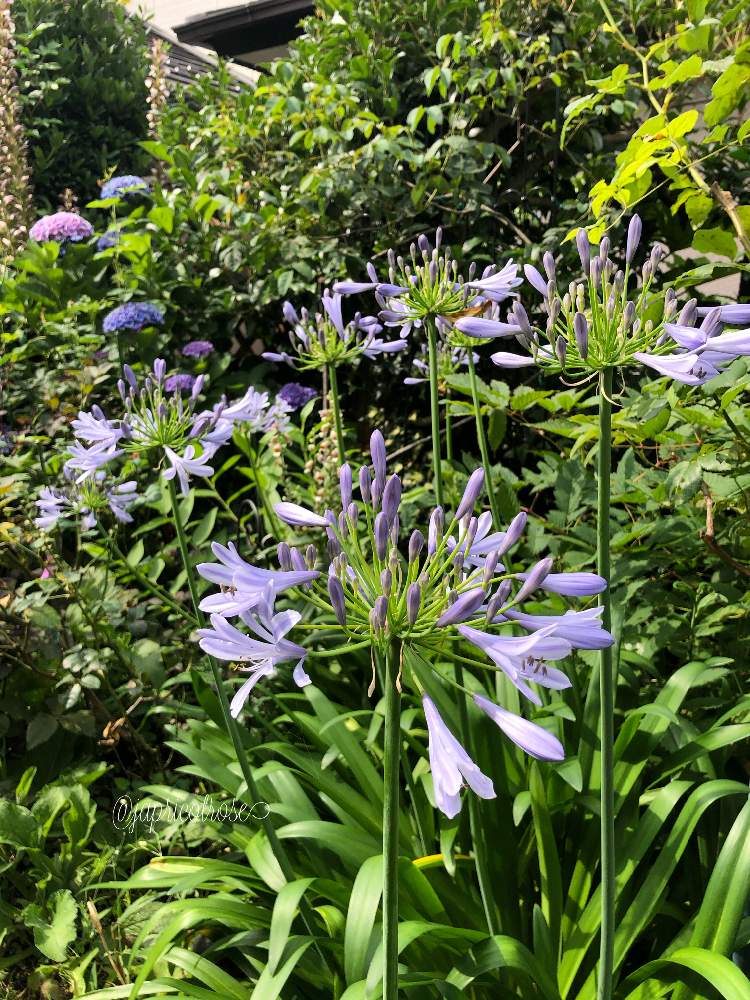 アガパンサスの投稿画像 By まんまドーラさん 無修正とgs映えと青い花 とナチュラルガーデンと植中毒とコロナに負けないと今日のお庭とチームブルーno 070と涼しげな花色と癒し と花のある暮らしと青い花マニアとチーム ブルー 月6月27日 Greensnap グリーン