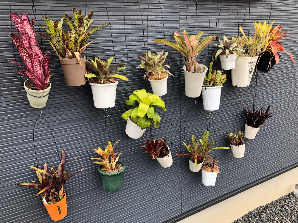 壁 天井の投稿画像 By Cphzさん タンクブロメリアとタンクブロメリア 月6月27日 Greensnap グリーンスナップ Greensnap グリーンスナップ