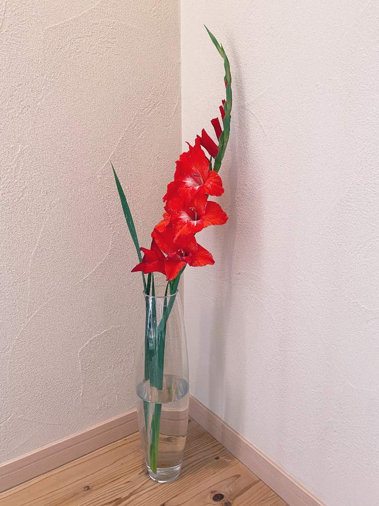 グラジオラスの投稿画像 By Rikimakkuroさん 花瓶入れただけとガラスの花瓶とグラジオラスの花とおうち園芸 月6月27日 Greensnap グリーンスナップ