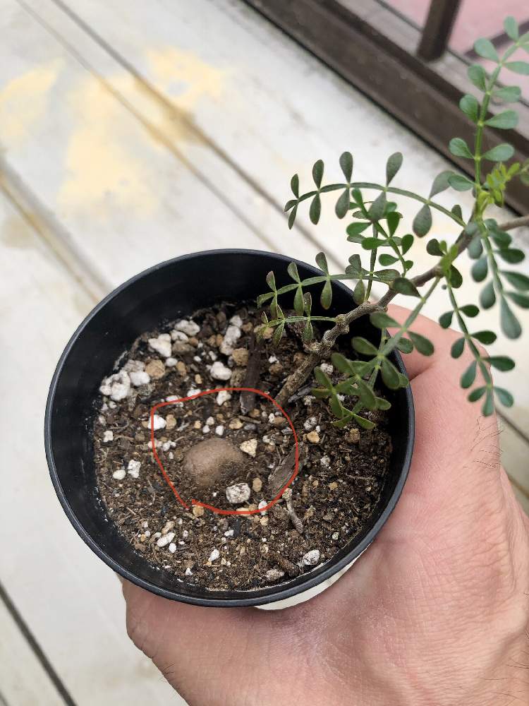 オペルクリカリア パキプス 枝差し株 オペルクリカリア パキプス