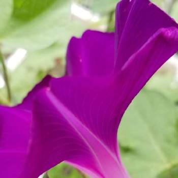 綺麗な紫♡の画像 by ピースさん | 小さな庭と朝顔　あさがおといつもありがとう♡と綺麗な紫♡と蒸し暑いですねと花のある暮らしと今日も元気に頑張ろう‼️