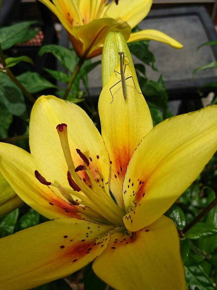 百合の投稿画像 By しいさん オレンジ色の花と自宅の庭先と赤ちゃんカマキリと花のある暮らしとスマホで撮影と黄色いお花とかわいい 月6月27日 Greensnap グリーンスナップ