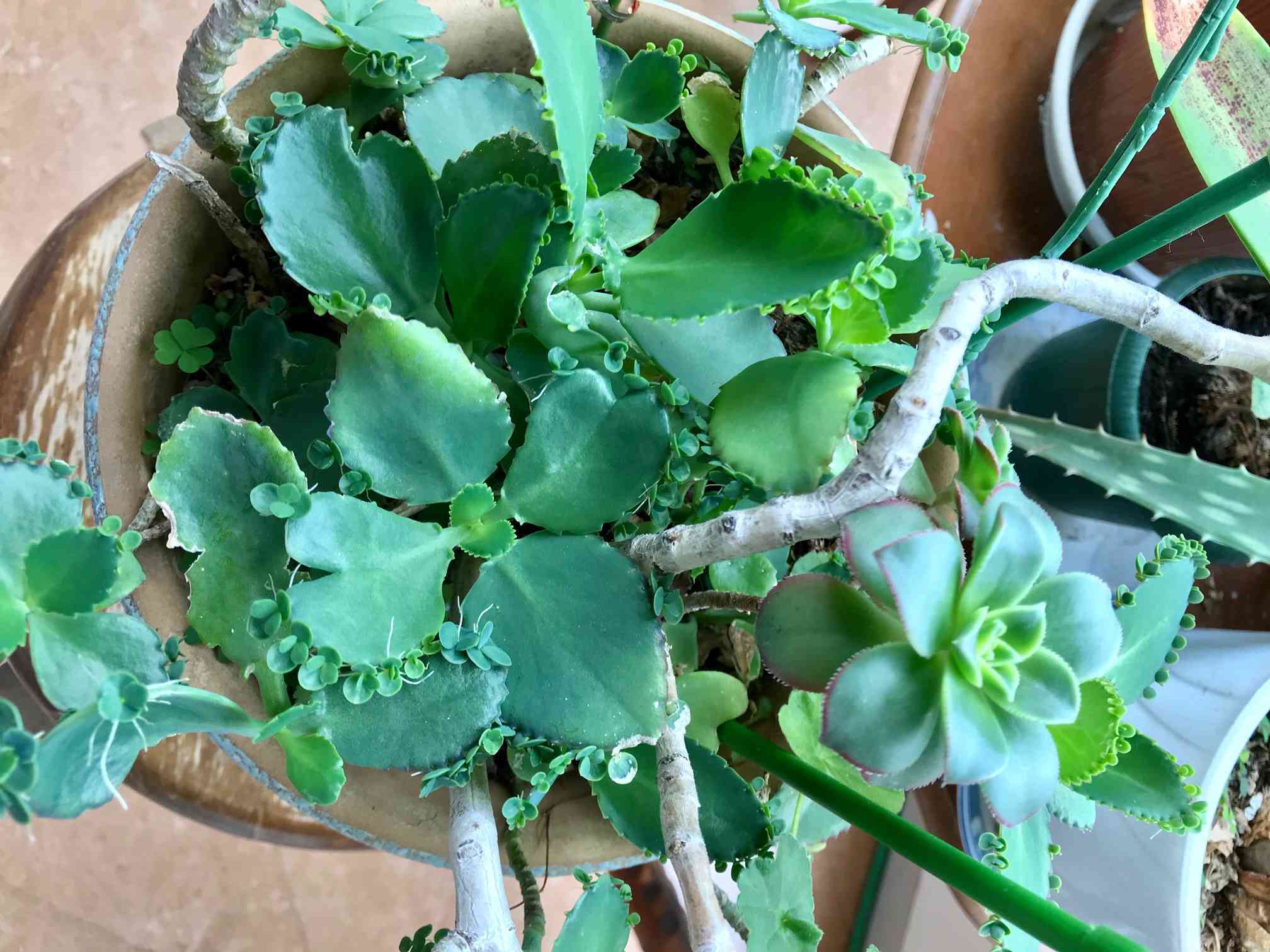 子宝草の成長記録⭐︎｜🍀GreenSnap（グリーンスナップ）