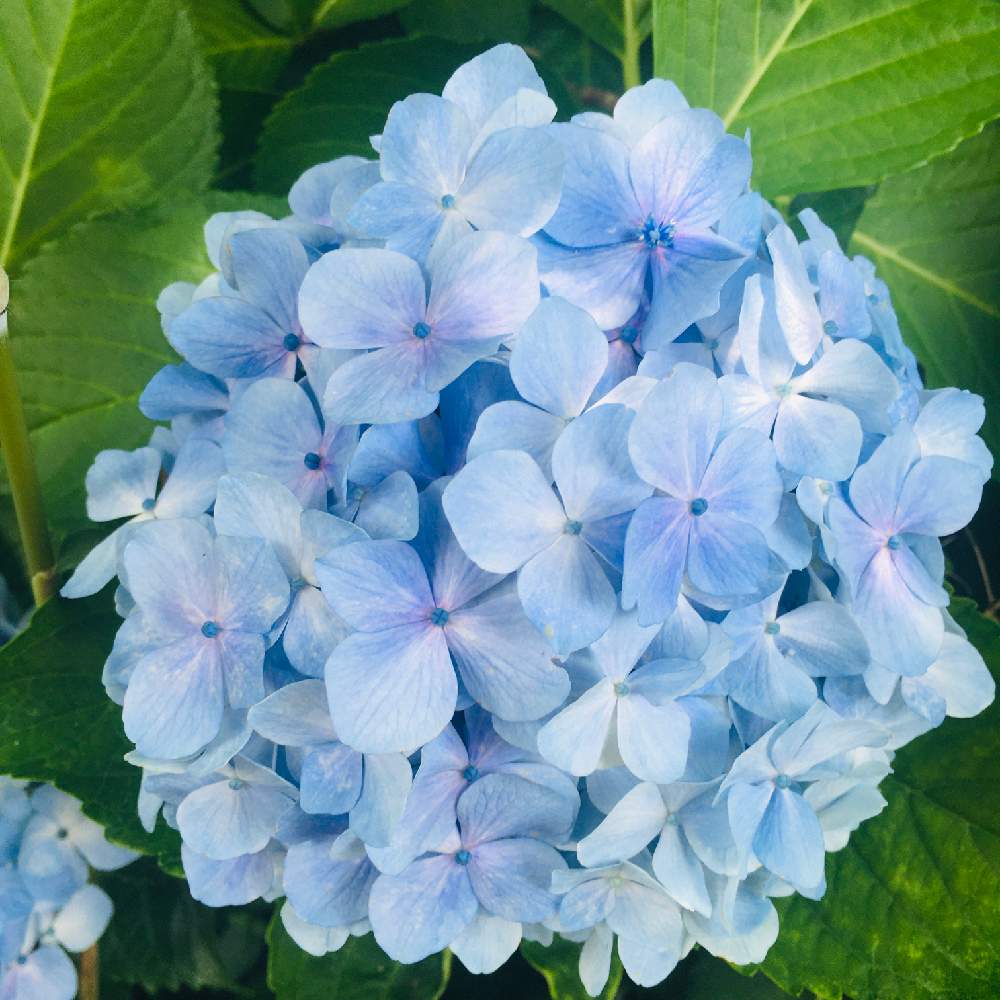 紫陽花の投稿画像 By なつさん 青い花と夏のお花とおうち園芸と綺麗とガーデニングフェスフォトコンと6月 月6月27日 Greensnap グリーンスナップ