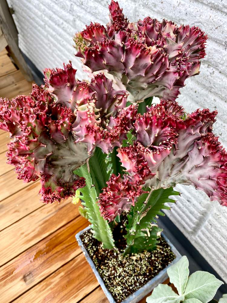 ユーフォルビア ラクティアの投稿画像 By しおんさん 多肉植物とベランダと観葉植物とウッドデッキとおうち園芸と珍奇植物と鉢植えと記録と珍奇植物と花のある暮らし 月6月27日 Greensnap グリーンスナップ