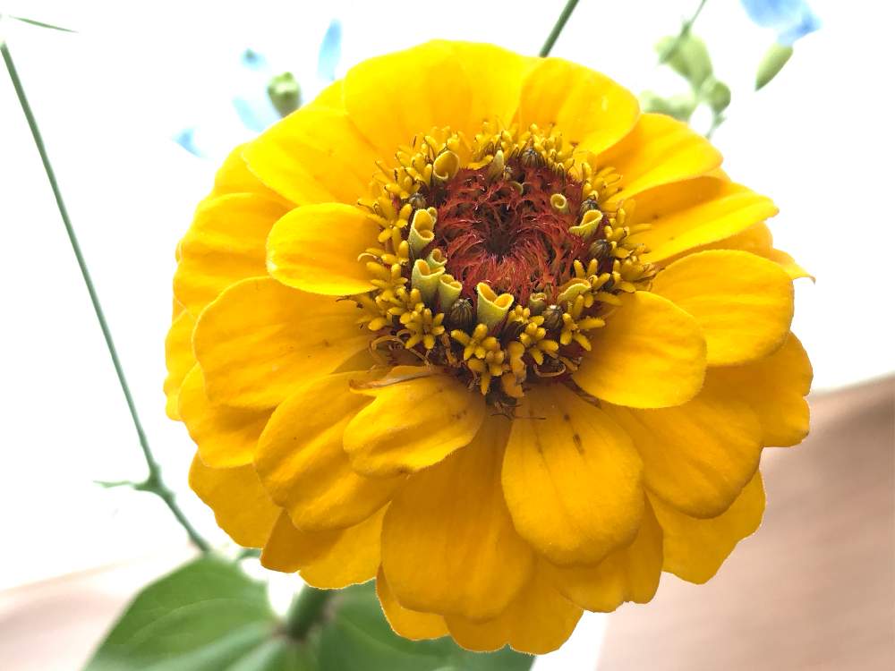 ジニアの投稿画像 By Tomoさん 好きな色ときいろと黄色とリフレッシュして 元気になる 花飾りフォトコンテストと花のある暮らしと切り花 月6月27日 Greensnap グリーンスナップ