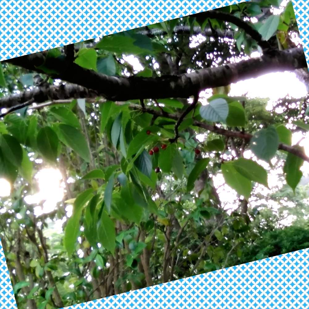 さくらの実の投稿画像 By いざよいさん 夏の季語と桜の実 月6月27日 Greensnap グリーンスナップ