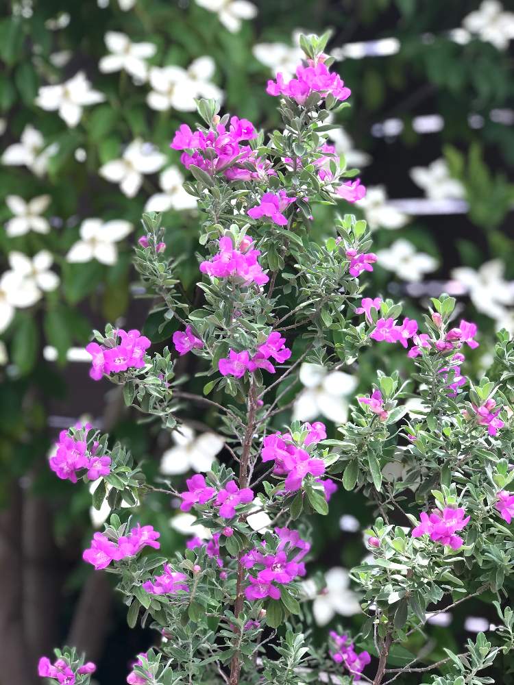 ヤマボウシの投稿画像 By Kinako Bearさん 常緑ヤマボウシとレウコフィルムと次々開花 とピンク ピンクとおうち園芸と庭木と花のある暮らし 月6月27日 Greensnap グリーンスナップ