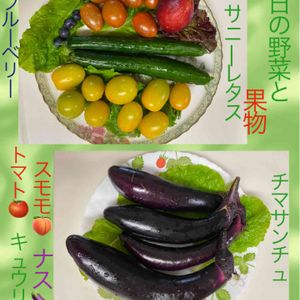 採れたて野菜と果物たち,実のなる木,無農薬野菜,オーガニック野菜 ,新鮮な野菜の画像