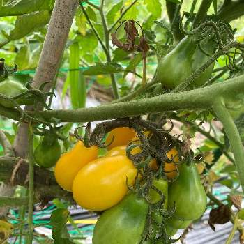 ミニトマト　イエローペアの画像 by dp106さん | 畑とミニトマト　イエローペアと家庭菜園