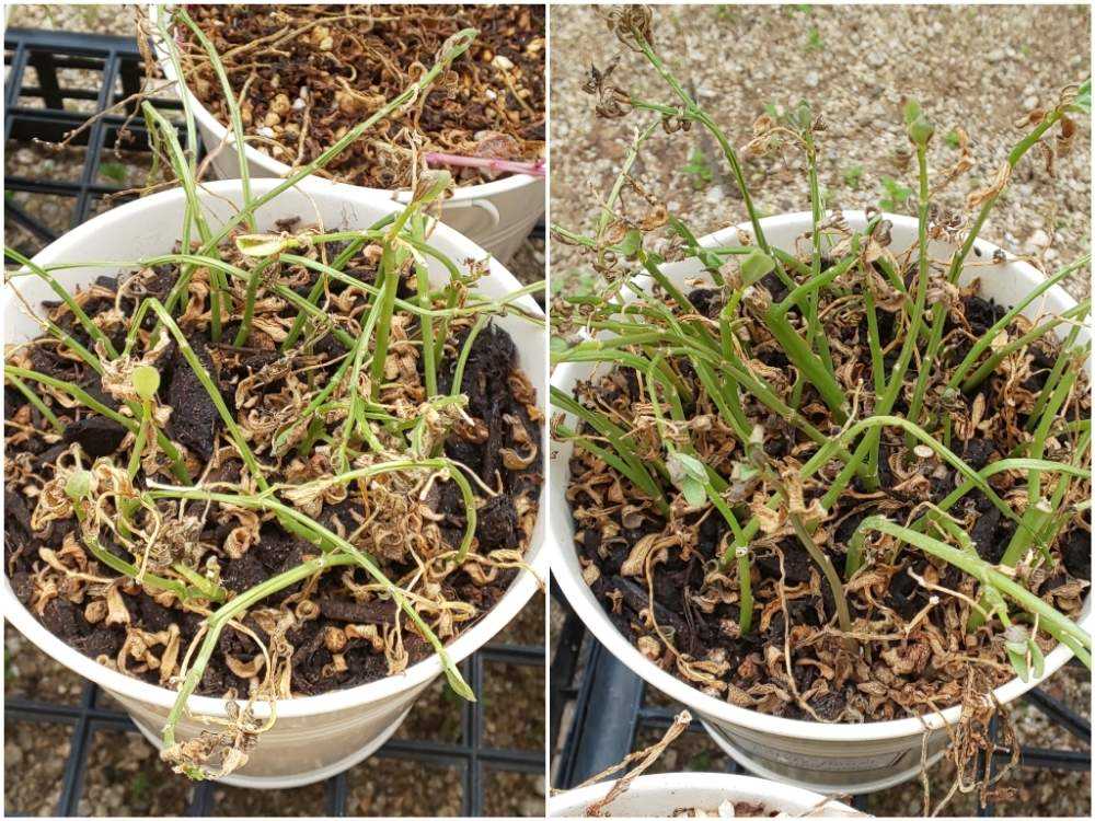 お気に入りのポーチュラカを冬越しさせる 12 15更新 Greensnap グリーンスナップ