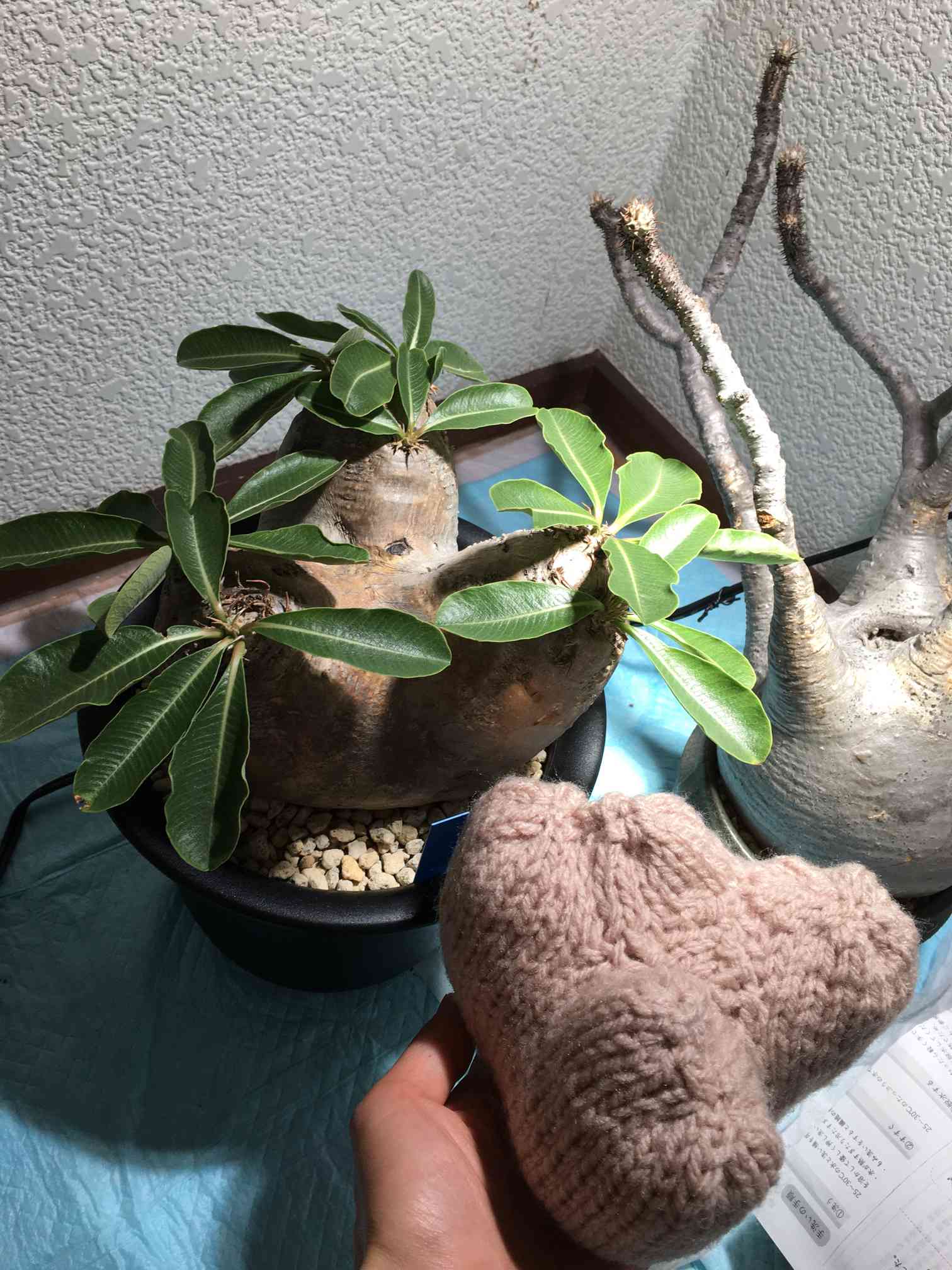 編みぐるみとそのモデル※作りかけ含む｜?GreenSnap（グリーンスナップ）