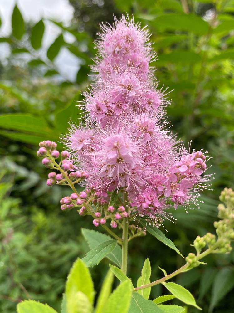 みんな元気で の投稿画像 By ころちゃんさん ピンクの花と癒しと楽しくなる色と笑顔になれる とピンク色の花と花のある暮らし 月6月 27日 Greensnap グリーンスナップ