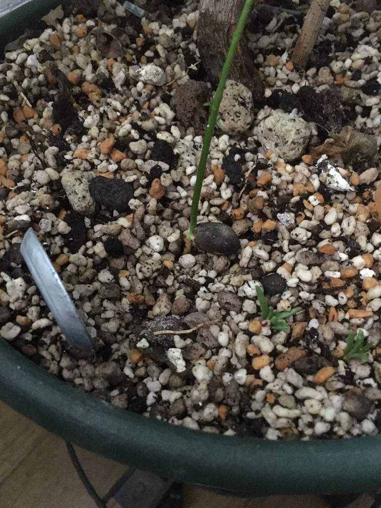 しこちんさんの投稿画像 月6月27日 Greensnap グリーンスナップ