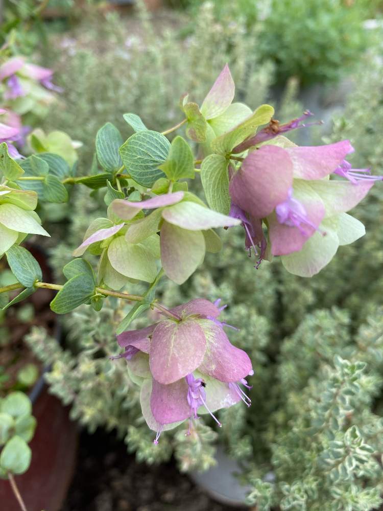 タイムの投稿画像 By ピエールさん シルバータイムとオレガノ ユノとタイムシルバーポジーと素敵な色とピンクのお花とかわいい色と素敵な葉っぱとかわいい花 2020月6月27日 Greensnap グリーンスナップ