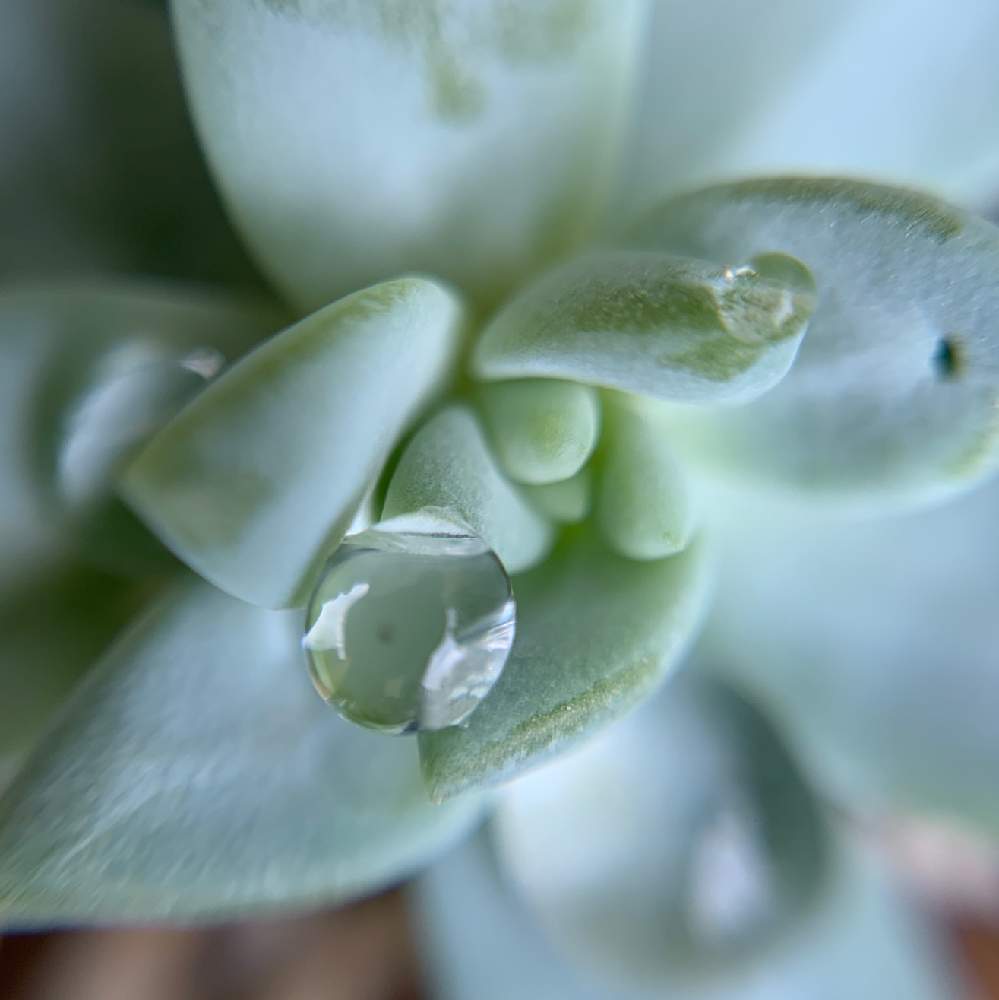 スノーキャンディの投稿画像 By Yakoさん 多肉植物とセリアマクロレンズとおうち園芸とマクロ撮影とiphone撮影とマクロレンズシリーズ水滴編 月6月27日 Greensnap グリーンスナップ