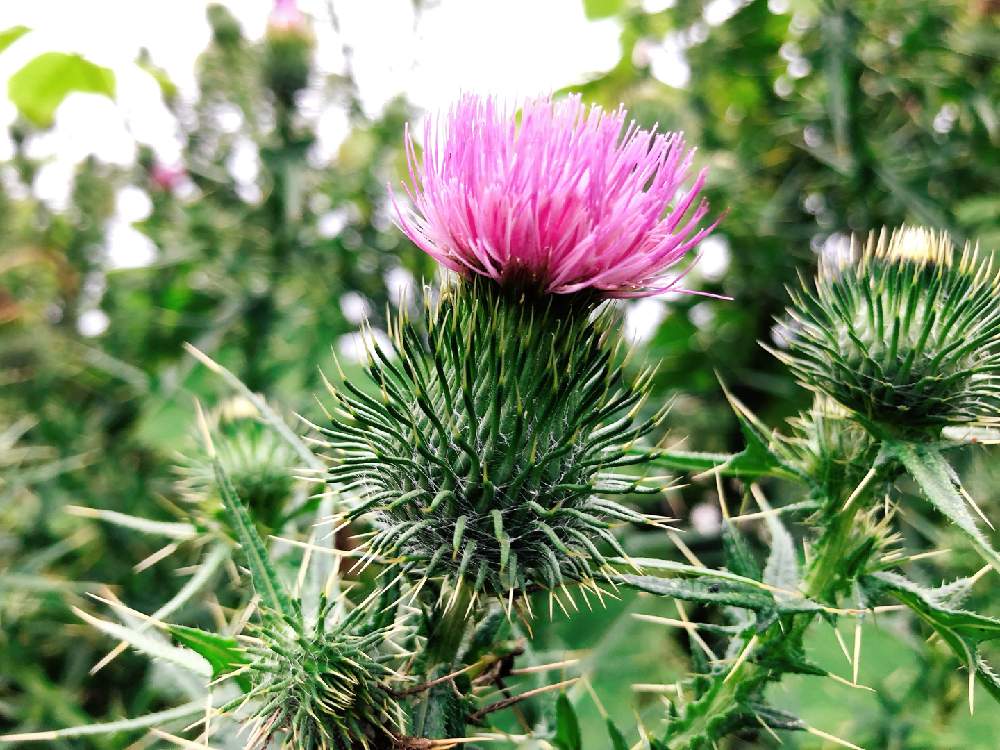 アザミの投稿画像 By かげさゆさん 野草と野草 月6月27日 Greensnap グリーンスナップ Greensnap グリーンスナップ
