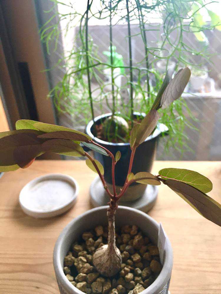 フィランサスミラビリス｜🍀GreenSnap（グリーンスナップ）